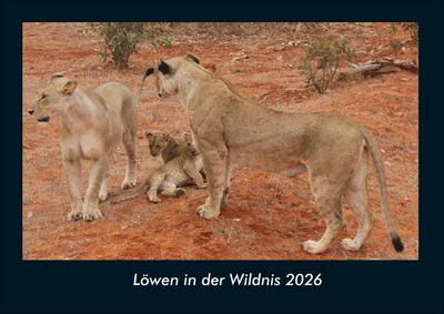 Löwen in der Wildnis 2026 Fotokalender DIN A4