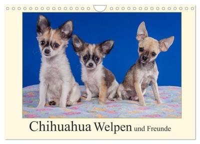 Chihuahua Welpen und Freunde (Wandkalender 2024 DIN A4 quer), CALVENDO Monatskalender
