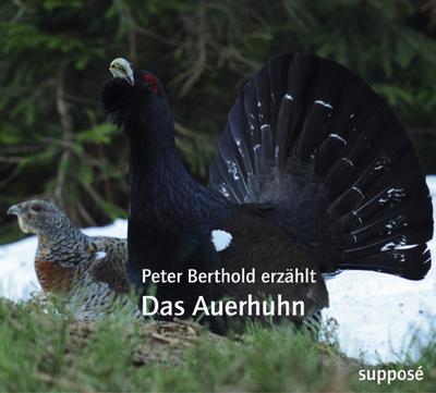 Das Auerhuhn