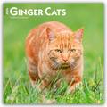 Ginger Cats - Gingerkatzen - Rote Katzen 2026 - 16-Monatskalender