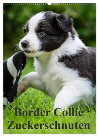 Border Collie Zuckerschnuten (Wandkalender 2026 DIN A2 hoch), CALVENDO Monatskalender