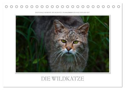 Emotionale Momente: Die Wildkatze. (Tischkalender 2024 DIN A5 quer), CALVENDO Monatskalender