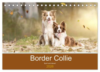 Border Collie - Bunt und clever! (Tischkalender 2026 DIN A5 quer), CALVENDO Monatskalender