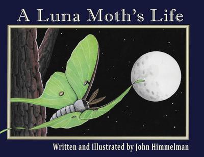 A Luna Moth’s Life