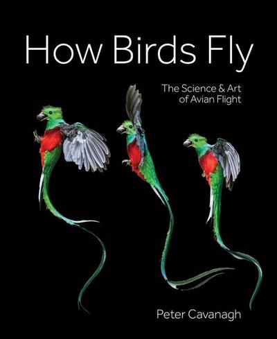 How Birds Fly