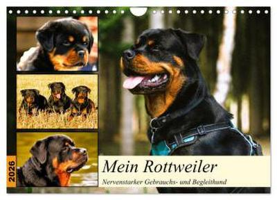 Mein Rottweiler. Nervenstarker Gebrauchs- und Begleithund (Wandkalender 2026 DIN A4 quer), CALVENDO Monatskalender