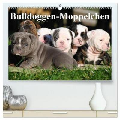 Bulldoggen-Moppelchen (hochwertiger Premium Wandkalender 2026 DIN A2 quer), Kunstdruck in Hochglanz