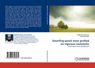 Dwarfing peach trees grafted on vigorous rootstocks
