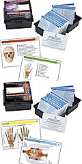 Doppelpack Anatomie-Lernkarten Muskulatur und Skelett