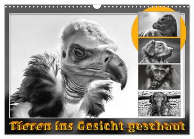 Tieren ins Gesicht geschaut (Wandkalender 2026 DIN A3 quer), CALVENDO Monatskalender