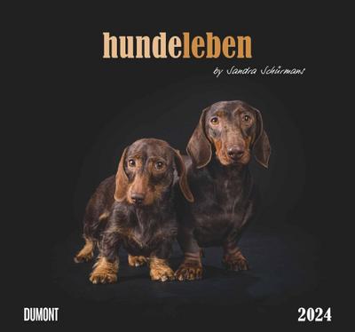 Hundeleben 2024 - DUMONT Wandkalender - mit den wichtigsten Feiertagen - Format 38,0 x 35,5 cm