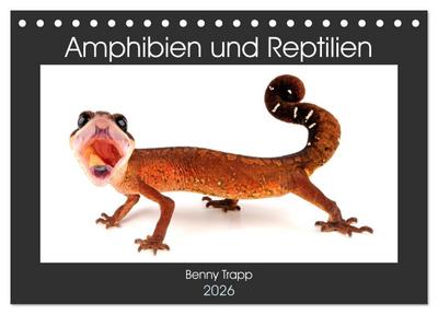 Amphibien und Reptilien (Tischkalender 2026 DIN A5 quer), CALVENDO Monatskalender