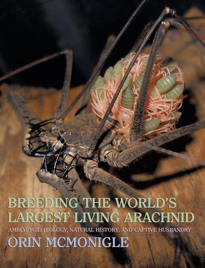 Breeding the World’s Largest Living Arachnid