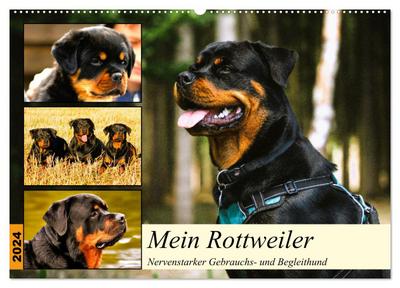 Mein Rottweiler. Nervenstarker Gebrauchs- und Begleithund (Wandkalender 2024 DIN A2 quer), CALVENDO Monatskalender