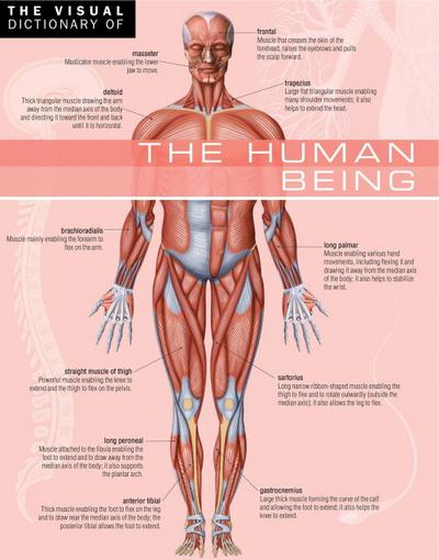 Visual Dictionary of The Human Being