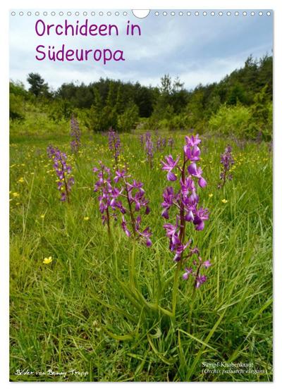 Orchideen in Südeuropa (Wandkalender 2025 DIN A3 hoch), CALVENDO Monatskalender