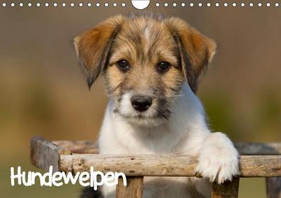 Hundewelpen (Wandkalender 2019 DIN A4 quer)