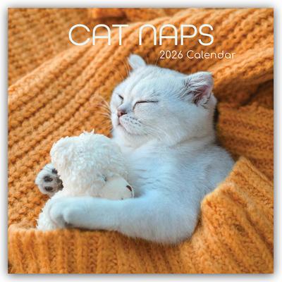 Cat Naps - Träumende Katzen 2026 - 16-Monatskalender