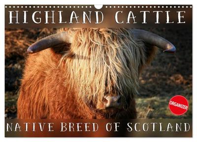 Highland Cattle - Native Breed of Scotland (Wall Calendar 2026 DIN A3 landscape), CALVENDO 12 Month Wall Calendar