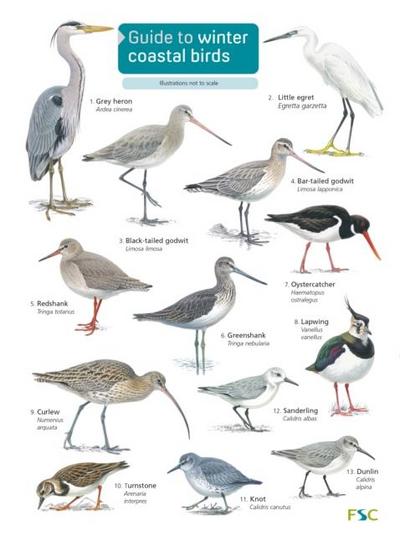 Guide to winter coastal birds