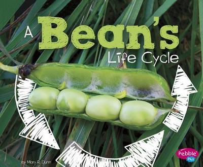 A Bean’s Life Cycle
