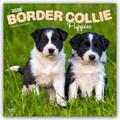 Border Collie Puppies - Border Collie Welpen 2026 - 16-Monatskalender