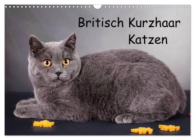 Britisch Kurzhaar Katzen (Wandkalender 2024 DIN A3 quer), CALVENDO Monatskalender