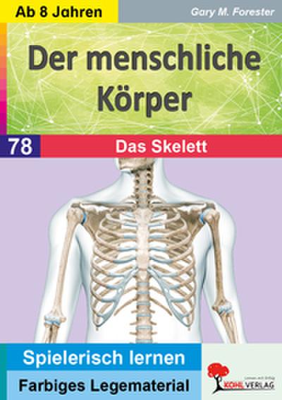 Der menschliche Körper / Das Skelett