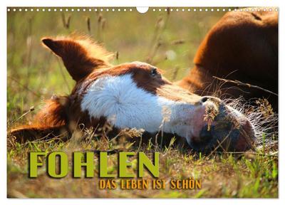 Fohlen - das Leben ist schön (Wandkalender 2024 DIN A3 quer), CALVENDO Monatskalender