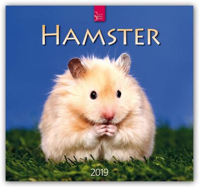 Hamster 2019