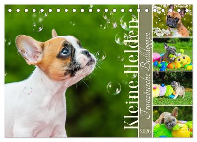 Kleine Helden - Französische Bulldoggen (Tischkalender 2026 DIN A5 quer), CALVENDO Monatskalender