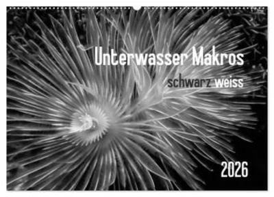Unterwasser Makros - schwarz weiss 2026 (Wandkalender 2026 DIN A2 quer), CALVENDO Monatskalender