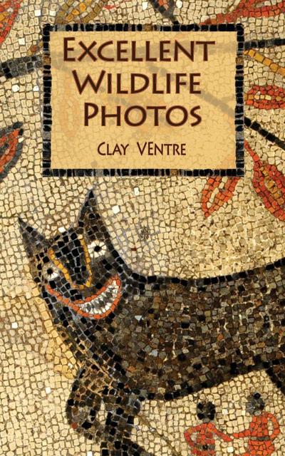 Excellent Wildlife Photos