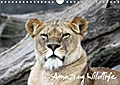 Amazing Wildlife (Wandkalender 2017 DIN A4 quer) - Andreas Hebbel-Seeger