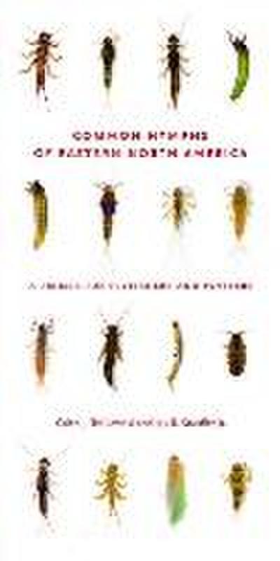 Common Nymphs of Eastern North America