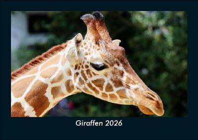 Giraffen 2026 Fotokalender DIN A5