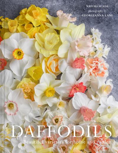 DAFFODILS HB