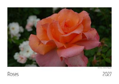 Roses Kalender 2027