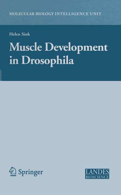 Muscle Development in Drosophilia