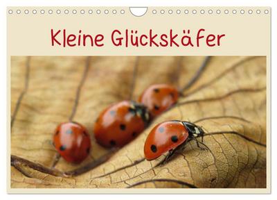 Kleine Glückskäfer (Wandkalender 2024 DIN A4 quer), CALVENDO Monatskalender