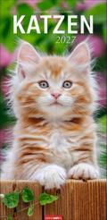 Katzen 2027