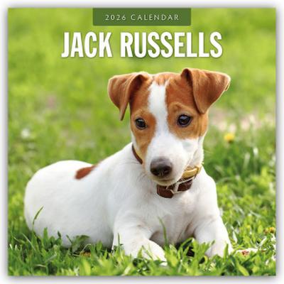 Jack Russells - Jack Russell Terrier 2026 - 16-Monatskalender