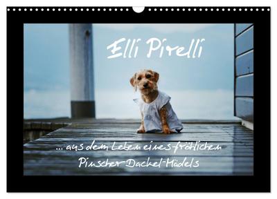 Elli Pirelli... aus dem Leben eines fröhlichen Pinscher-Dackel-Mädels (Wandkalender 2024 DIN A3 quer), CALVENDO Monatskalender
