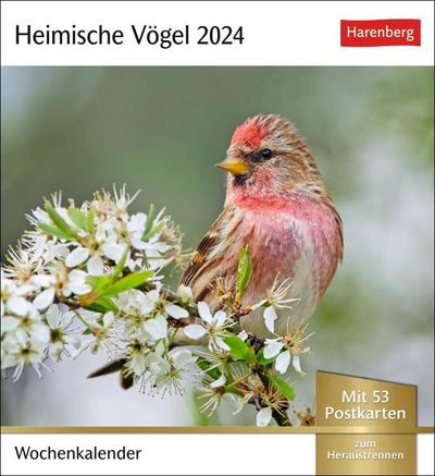 Heimische Vögel Postkartenkalender 2024. Wochenkalender im Postkarten-Format mit Vogelporträts. Tischkalender mit wöchentlich neuen Postkarten zum Sammeln und Verschicken