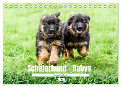 Langstockhaar - Schäferhund - Babys (Tischkalender 2026 DIN A5 quer), CALVENDO Monatskalender