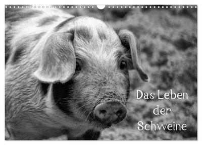 Das Leben der Schweine (Wandkalender 2025 DIN A3 quer), CALVENDO Monatskalender