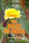 Rose in India
