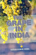 Grape in India