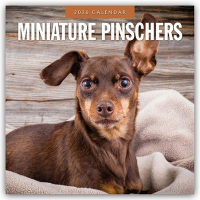 Miniature Pinschers - Zwergpinscher - Rehpinscher 2026 - 16-Monatskalender