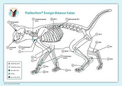 Akupunktur-Tafel Katze